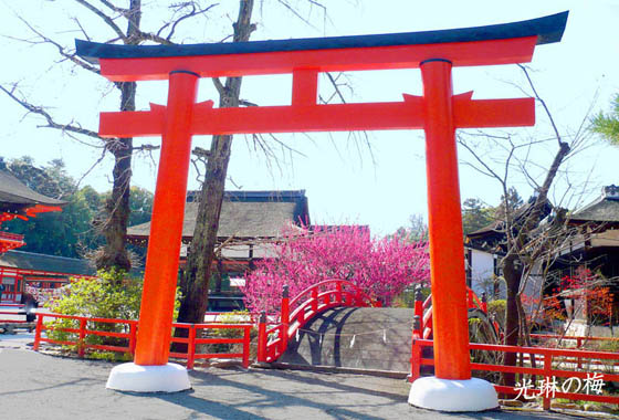 京都観光光琳の梅2